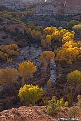 Escalante River Cottonwoods 102718 5689 2