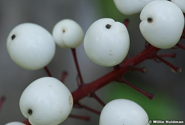 marshmellows092008 3565