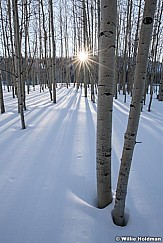 Winter Aspen Grove 011622 3419