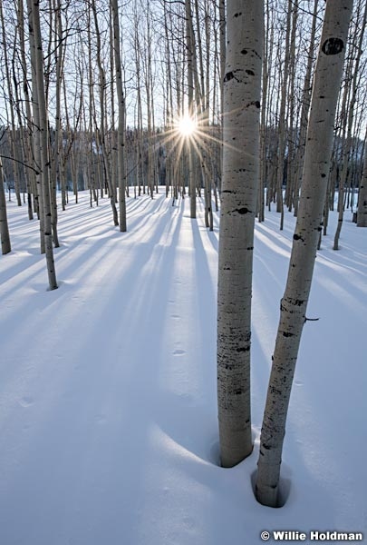 Winter Aspen Grove 011622 3419