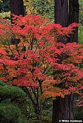 Japanese Maple 110414 6441 2