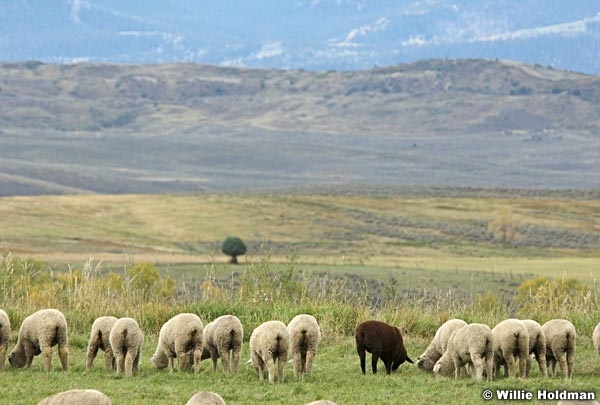 blacksheep092907 1333