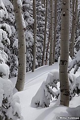 Aspens powder Snow 040913 7599