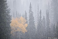 Heavy Snow Pines 100921 1976