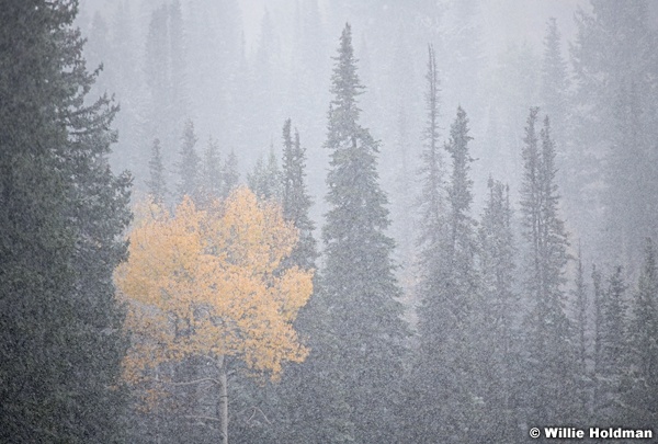 Heavy Snow Pines 100921 1976