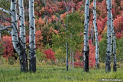 White Aspen Trunks Maples 092023 3719