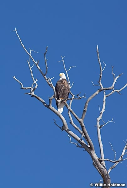 Bald Eagle 122512 30