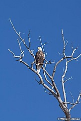 Bald Eagle 122512 30