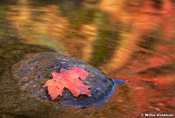 Redmaplestream092211 302