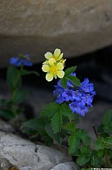 Wasatch Beardtoungue Cinquefoil 071526 5852