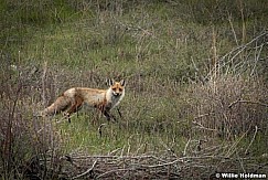 Foxylady 0707