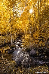 Yellow Aspen Stream 100817 0245