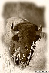 Buffalo112409 2696SEPIA