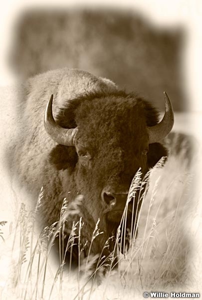 Buffalo112409 2696SEPIA
