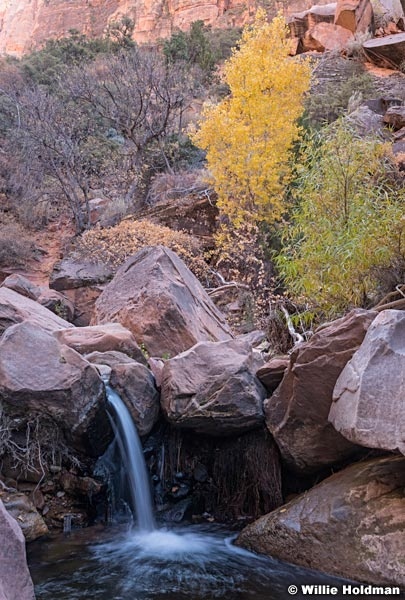 Zion Waterfall Yellow Tree 110719 5410