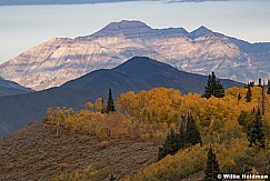 Timpanogos Yellow Aspens 100121 7329