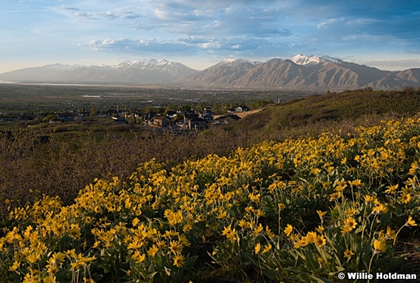 Payson Yellow Flowers 032116 2