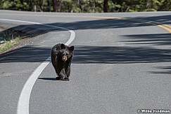 Black Bear Cub 050817 3997