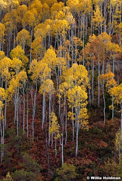 Golden Aspens Sundance 100512 420