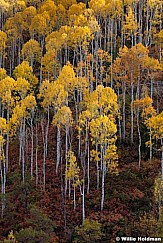 Golden Aspens Sundance 100512 420