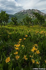 Timpanogos Yellow Daisies 061416 3 2