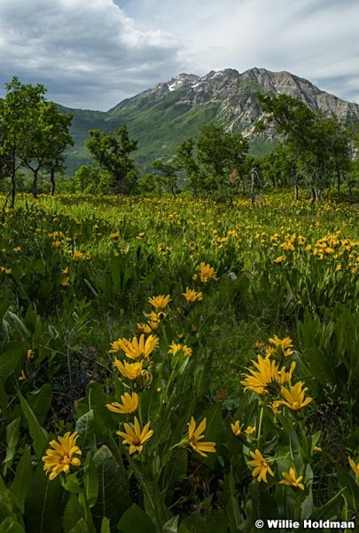 Timpanogos Yellow Daisies 061416 3 2