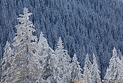 Snowdumpoctpines100811 48