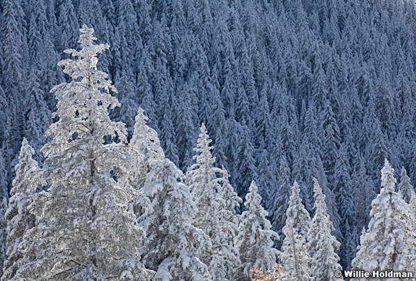 Snowdumpoctpines100811 48