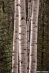 4 Aspen Trunks 093014 3 2