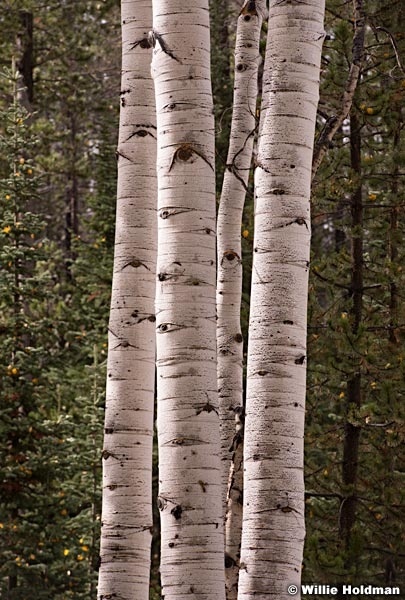 4 Aspen Trunks 093014 3 2