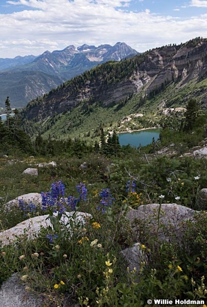 Timpanogos Silver Lake Wildflowers 070218 7414 3