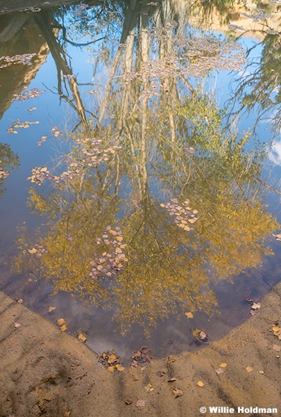 Cottonwood Tree Reflection Waterhole 103024 6303