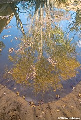 Cottonwood Tree Reflection Waterhole 103024 6303
