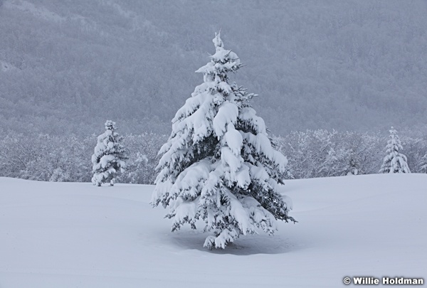 Pines Snow Cover 041112 122