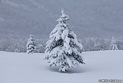 Pines Snow Cover 041112 122