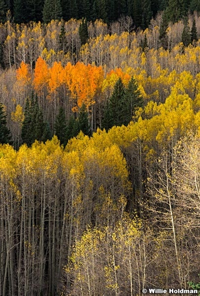 Aspen Colors 100515 4856 3