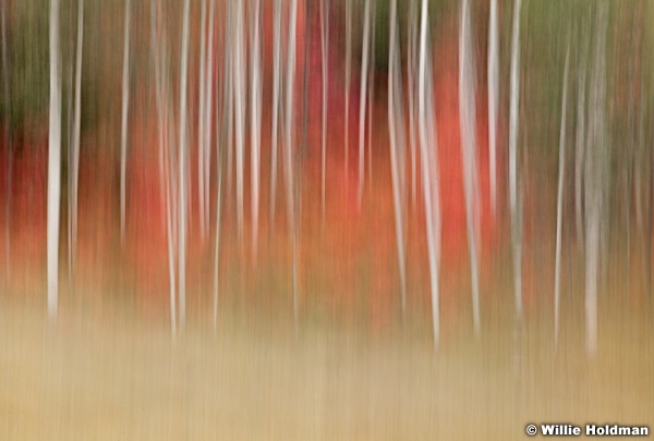Aspen Maples impressionism 092312 763