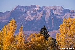 Timp Yellow Autumn 101914 5