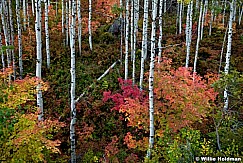 Maple Aspens Maple 092611 219