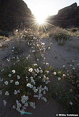 White Primrose Grand Canyon 041623 3279