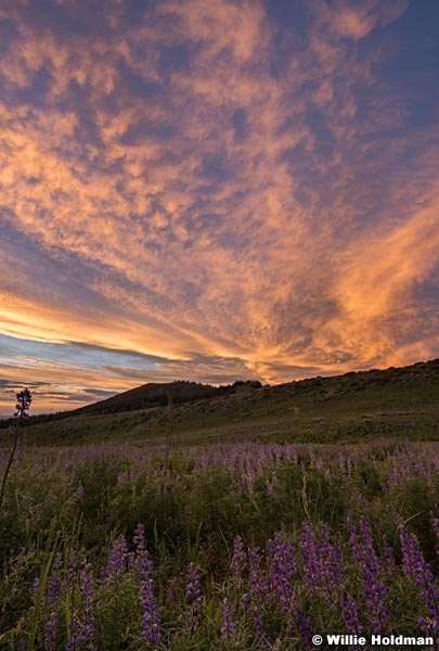 Lupine Sunset 072017 3770