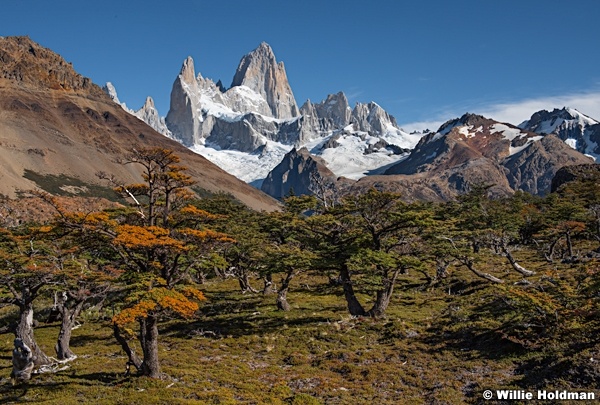 Fitz Roy Autumn Tree 032216 0417