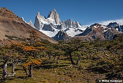 Fitz Roy Autumn Tree 032216 0417