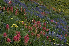 Timpanogos Wildflowers 083017 5958 5956