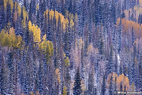 Brown Aspens 100413 8106