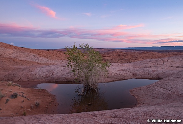 Escalante Tree Waterholes 102518 5129 3