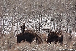 Moosespar112409 2566