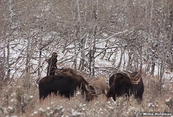 Moosespar112409 2566