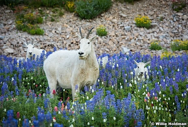 Timpanogos Wildflowers 080116 6960 2