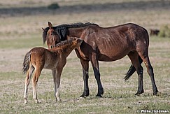 Reachong Out Foal 051621 8170